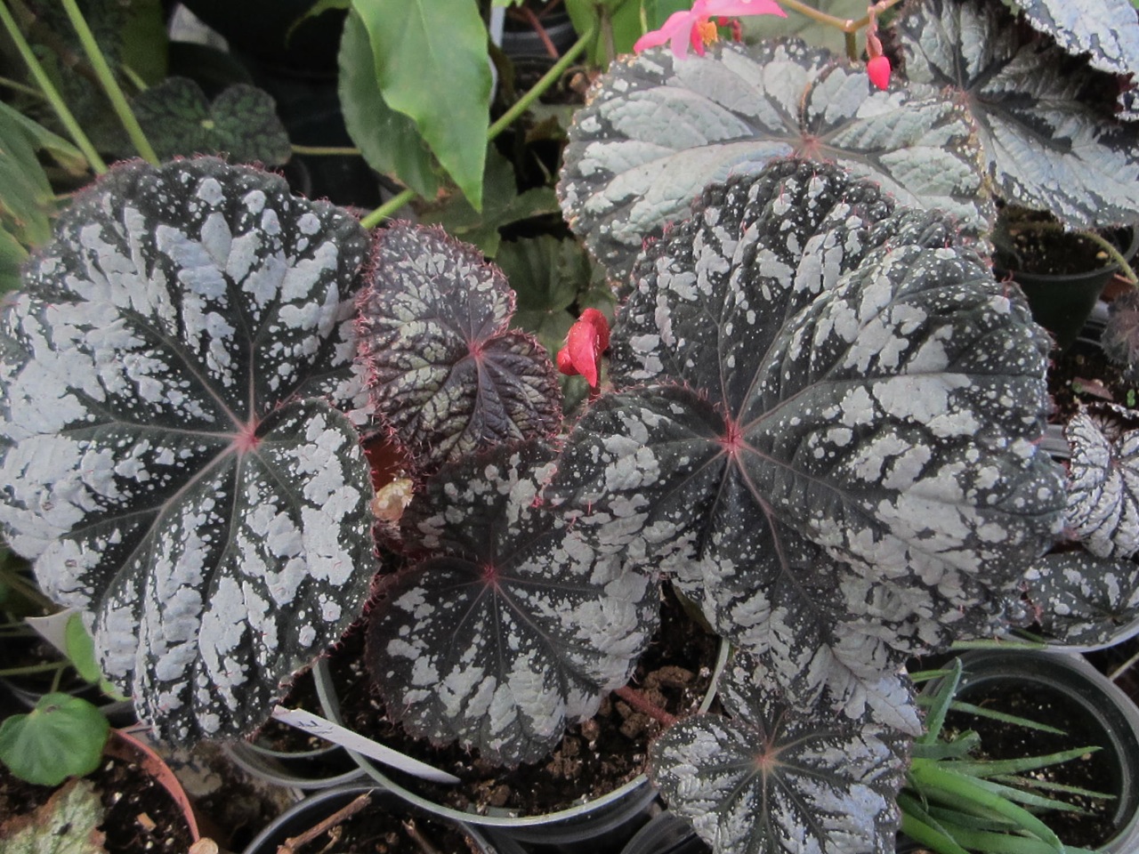 B. ‘Oriental Charm’